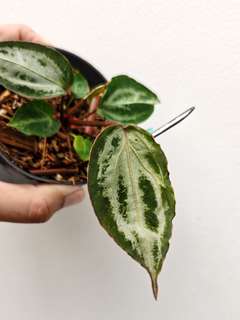 Anthurium Mutated Michelle x (Muchlis x Red Crystallinum)