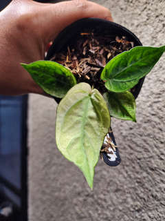 Anthurium Snowy Silver Hope