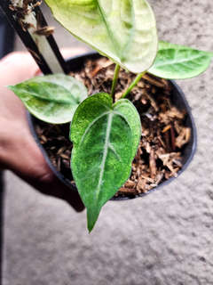 Anthurium Snowy Silver Hope