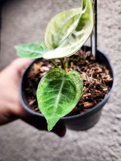 Anthurium Snowy Silver Hope