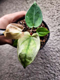 Anthurium Snowy Silver Hope