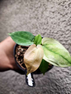Anthurium Snowy Silver Hope