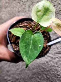 Anthurium Snowy Silver Hope