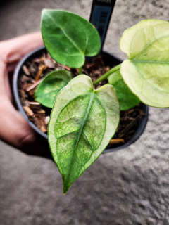 Anthurium Snowy Silver Hope