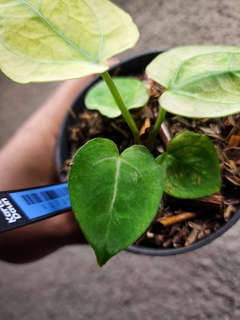 Anthurium Snowy Silver Hope