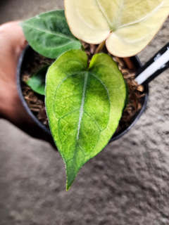 Anthurium Snowy Silver Hope