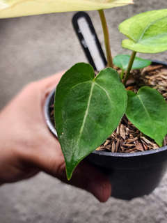 Anthurium Snowy Silver Hope