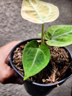 Anthurium Snowy Silver Hope