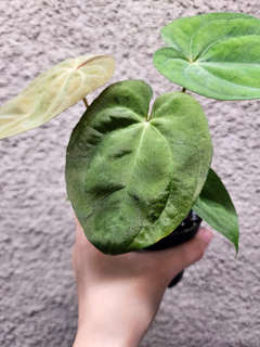 Anthurium Mojito Splash