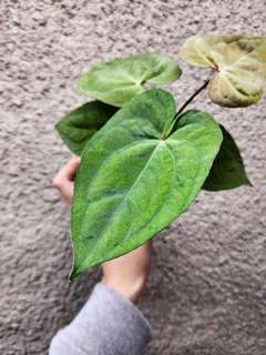 Anthurium Mojito Splash