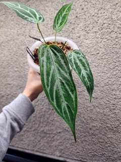 Anthurium Mutated HURC Bleeding Veins Elongated Form