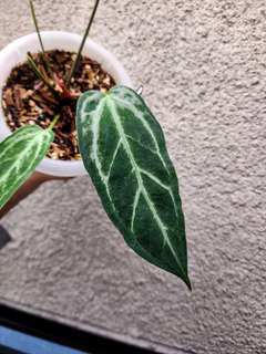 Anthurium Mutated HURC Bleeding Veins Elongated Form