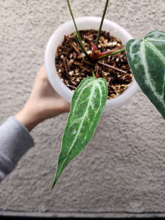 Anthurium Mutated HURC Bleeding Veins Elongated Form