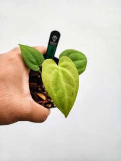 Anthurium Mint Variegated Red Spider x Red Vein Dark Phoenix