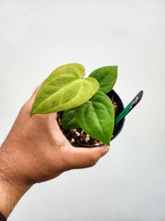 Anthurium Mint Variegated Red Spider x Red Vein Dark Phoenix