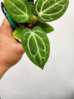 Anthurium Carlablackieae WU x HU/King of Spades Butterfly