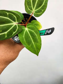 Anthurium Carlablackieae WU x HU/King of Spades Butterfly