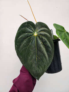 Anthurium HU/King of Spades x NSE Dressleri