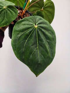 Anthurium HU/King of Spades x NSE Dressleri