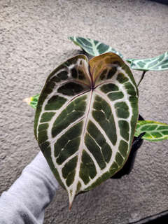 Anthurium Mojang Geulis Closed Sinus (Red Diamond)