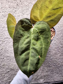 Anthurium Variegated Goliath x HURC