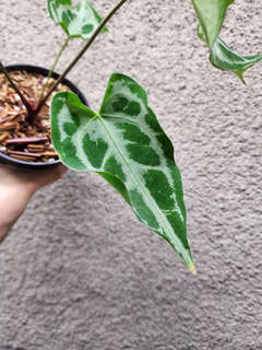 Anthurium Muchlis x Red Crystallinum