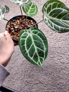 Anthurium Mojang Geulis Closed Sinus (Red Diamond)
