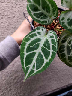 Anthurium Mojang Geulis