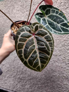 Anthurium Doc Block Red Crystallinum x NSE Red Crystallinum
