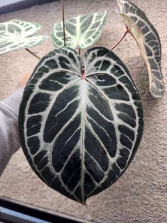 Anthurium Mojang Geulis