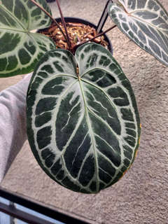 Anthurium Mojang Geulis