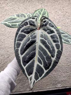Anthurium Red Tiger x SKG Silver