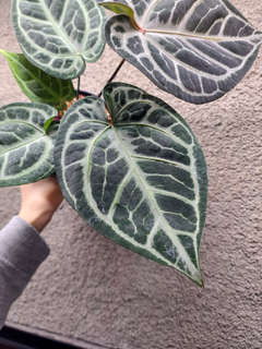Anthurium Red Tiger x SKG Silver