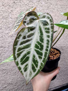 Anthurium HU/King of Spades x SKG 'Silver'