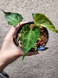 Anthurium Mojito Muchlis x Red Crystallinum