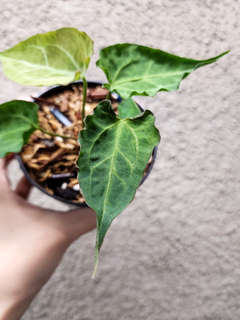 Anthurium Mojito Muchlis x Red Crystallinum
