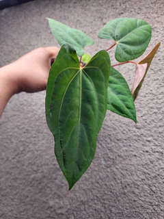 Anthurium RLFS x Red Vein Dark Phoenix