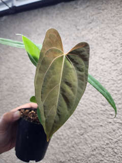 Anthurium RLFS x Red Vein Dark Phoenix