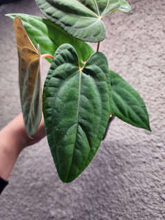 Anthurium RLFS x Red Vein Dark Phoenix