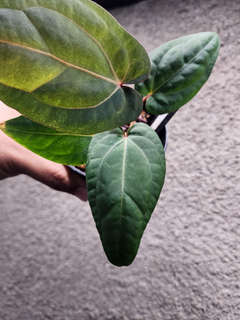 Anthurium Mint Variegated Night Dragon x Self