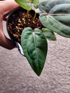 Anthurium Mint Variegated Night Dragon x Self