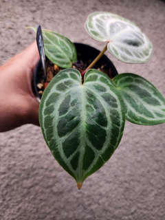 Anthurium Silver Ray Clone