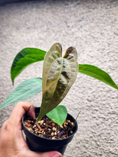 Anthurium Fort Sherman x Ace of Spades Dark Form