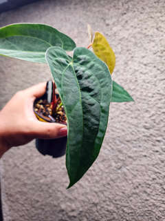 Anthurium Fort Sherman x Ace of Spades Dark Form