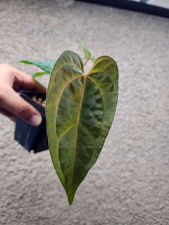 Anthurium Red Spider x Ace of Spades Dark Form