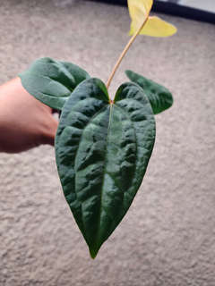 Anthurium Red Spider x Ace of Spades Dark Form