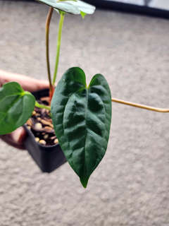 Anthurium Red Spider x Ace of Spades Dark Form