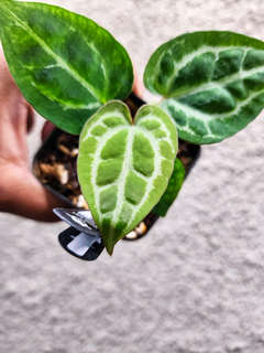 Anthurium Gorgon x HURC Round