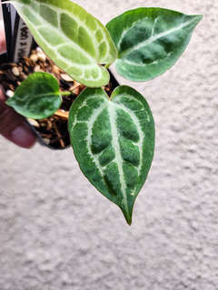 Anthurium Gorgon x HURC Round