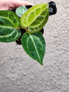 Anthurium Gorgon x HURC Round